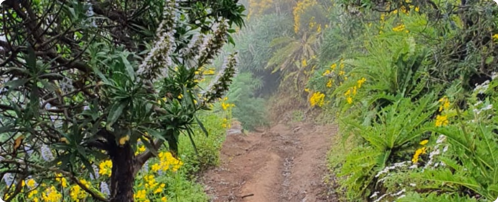 Ruta de Senderismo - Teror patea por Gran Canaria, San Mateo a La Barrera.