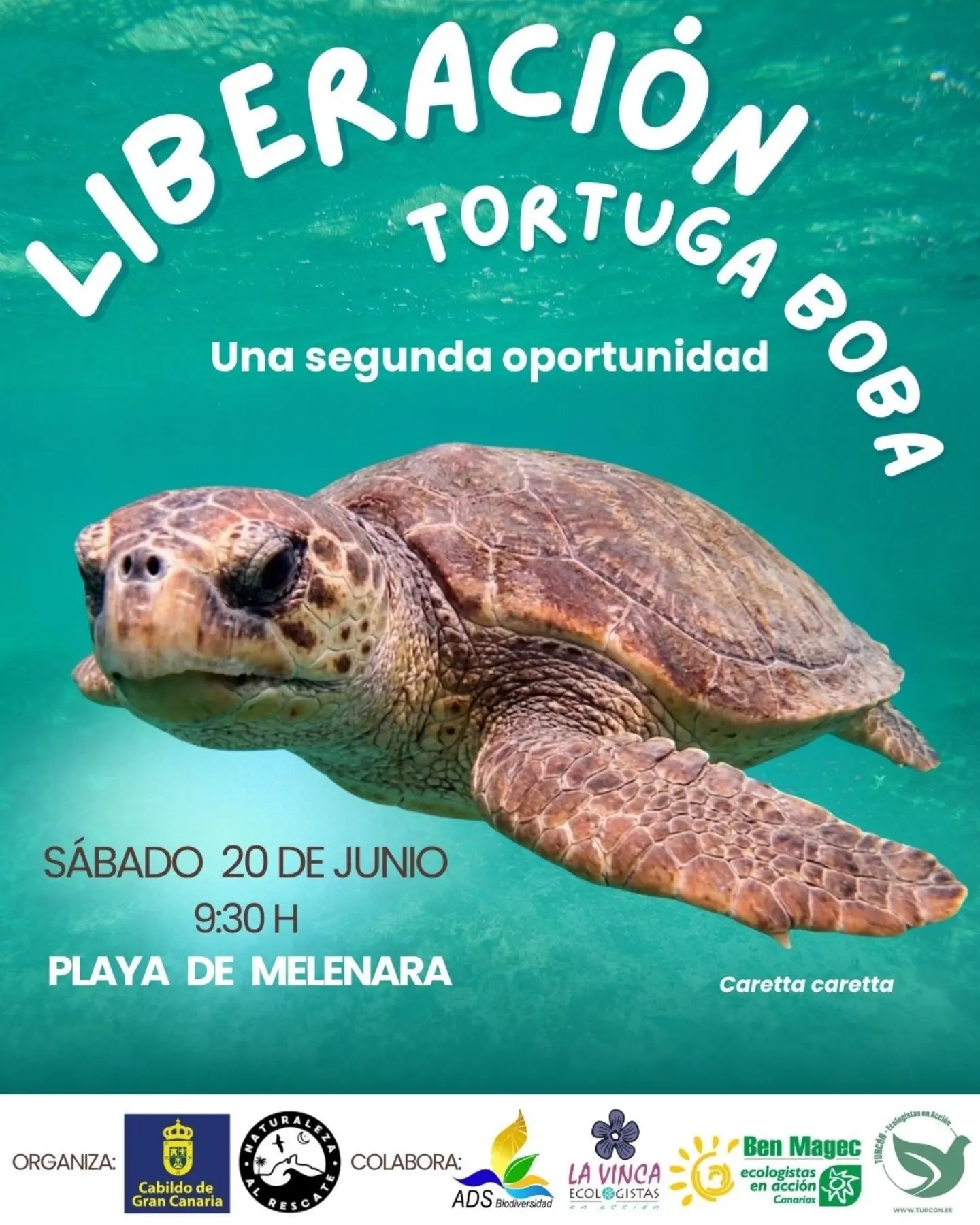Liberación de una tortuga boba en Melenara