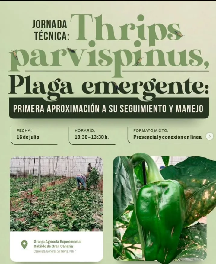 Jornada técnica sobre Thrips parvispinus en Gran Canaria