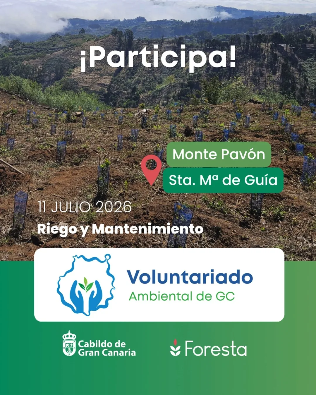 Voluntariado Ambiental en Monte Pavón - Eventos Gran Canaria